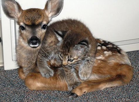 This fawn and kitten are such close friends, it's hard to tell where one ends and the other begins.Source: Flickr user thomasslavin Baby Bobcat, Bobcat Kitten, Unlikely Animal Friends, Unusual Animal Friendships, Unlikely Friends, Animals Friendship, Unusual Animals, Baby Deer, Cute Animal Pictures