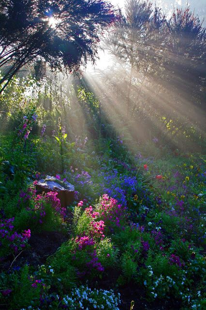 diamantino ferreira Google+ rebasphotos   Beautiful garden bathed in light. Trees And Flowers, Amazing Nature, Nature Pictures, Nature Beauty, Pretty Pictures, Beautiful World, Secret Garden, Beautiful Landscapes, Beautiful Gardens