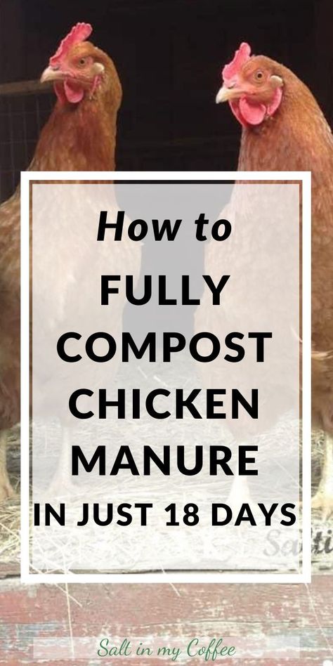 Love the idea of making amazing, soil-building, chicken manure compost with the deep litter from you coop, but think it’ll take forever? How about 18 days? Here’s a quick-start guide to hot composting that chicken manure so it's garden ready by planting time! #homesteading #permaculture #chickens #backyardchickens #compost #gardening #organicgardening #vegetablegardening #gardeningtips #vegetablegardeningtips #organicgardeningtips #selfsufficient Chicken Manure Compost, Chicken Composting, Happy Chickens, Manure Composting, How To Compost, Chicken Barn, Chicken Manure, Chicken Poop, Portable Chicken Coop