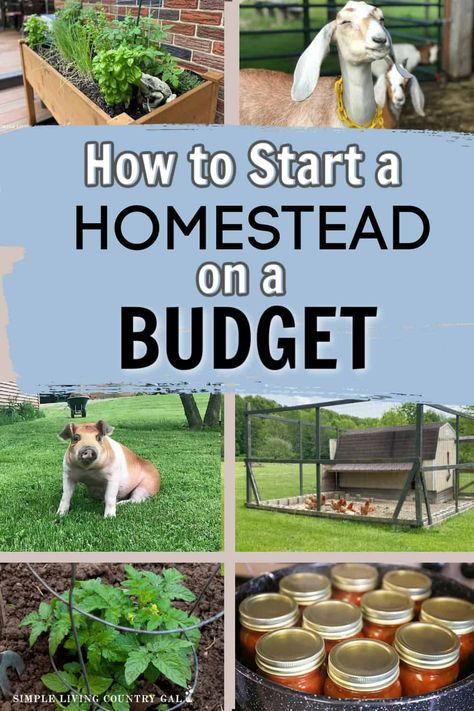 Homesteading on a budget so you can join this amazing way of life! Don't let the cost of homesteading deter you from experiencing the joy and satisfaction of a self-sufficient lifestyle. With a little creativity and resourcefulness, you can start your homesteading journey with little to no money. Find out how to get started on your own budget-friendly homesteading journey! Starting A Homestead, Start A Homestead, Homesteading Inspiration, Self Sufficient Living, Homesteading For Beginners, Homestead Design, Homestead Property, Small Garden Table, Homestead Lifestyle