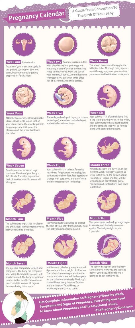 A Guide from conception to the birth of your baby! #pregnancy #pregnancyfacts #pregnancytimeline 5 Weeks Pregnant, Pregnancy Timeline, Pregnancy Facts, Pregnancy Calendar, Pregnancy Info, Baby Stage, Baby Planning, Pregnancy Health, Foto Baby