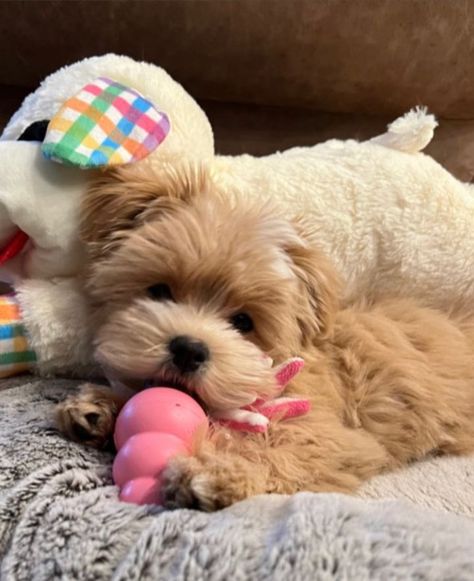 BONITA HAVANESE (@bonitahavanese) • Instagram photos and videos Mini Havanese Puppies, Cute Havanese Puppies, Golden Havanese, Brown Havanese Dogs, Havanese Dogs Black And White, Havanese Puppies For Sale, Havanese Puppies, Havanese Dogs, April 4