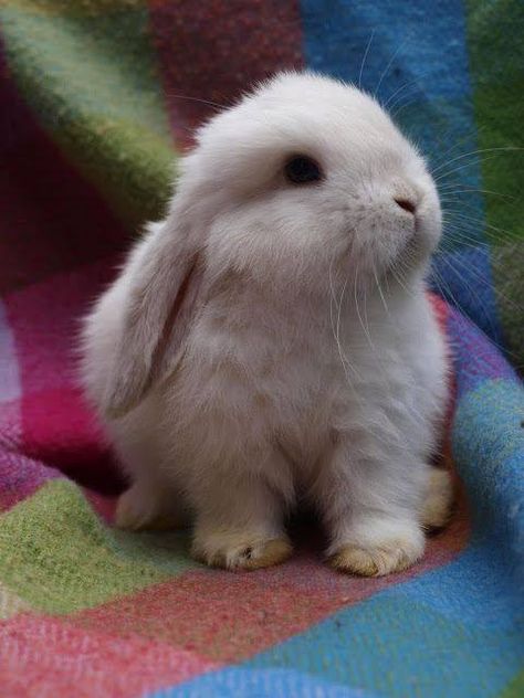 Conejito de orejas caídas Bunny Pictures, Pet Bunny, Chinchillas, Baby Bunnies, Cute Animal Pictures, Hamsters, White Rabbit, Cute Creatures