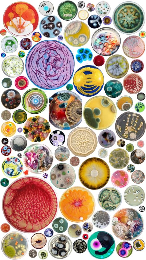 Petri dishes #circles #petridish #biologist #fyp Geometry In Nature, Petri Dishes, Bio Art, Petri Dish, Landscape Art Painting, Ethereal Art, Funky Art, Landscape Art, Wallpaper Backgrounds