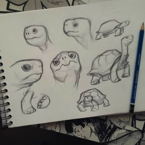 Tortoise Drawing, Turtle Sketch, Tortoise Care, Turtle Drawing, Arte Sketchbook, Animal Sketches, Art Drawings Sketches Simple, Cool Art Drawings, Art Drawings Simple