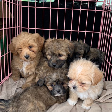 Arizona Mini Shih-Poo Puppies - Shih-Poo Puppy Sales Shih Tzu Poodle Mix Puppies, Shipoo Puppies, Don't Wanna Fall In Love, Shihpoo Puppies, Shih Tzu Poodle Mix, Shorkie Puppies, Shih Poo Puppies, Poodle Mix Puppies, Shih Tzu Poodle