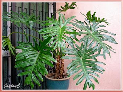 Philodendron selloum - Thaumatophyllum bipinnatifidum care Tree Philodendron, Philodendron Bipinnatifidum, Philodendron Selloum, Palm Plant, House Plant Care, House Plants Indoor, Tropical Landscaping, Plant Roots, Plant Species