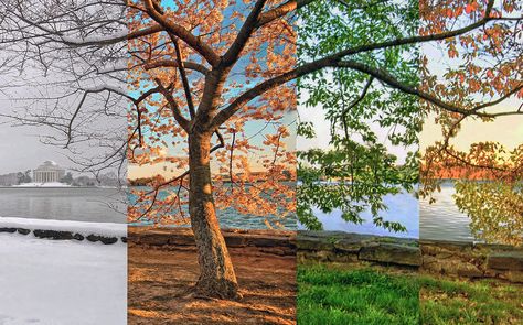 The unique beauty of all four seasons was in full display at Washington’s Tidal Basin this year. Four Seasons Painting, Seasons Aesthetic, Summer Lawn, Winter Photo, Winter Photos, Spring Photos, Seasons Art, Different Seasons, Seasons Of The Year