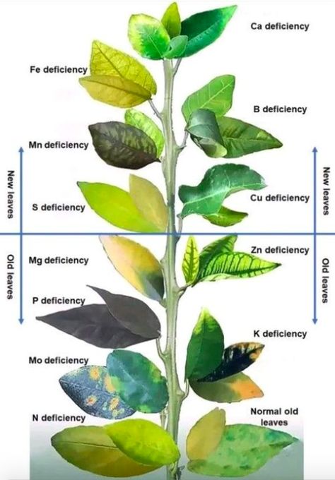 Plant Deficiencies, Garden Problems, Vegetable Garden Diy, Plant Hacks, Plant Nutrients, Plant Problems, Nutrient Deficiency, Plant Diseases, Hydroponic Gardening