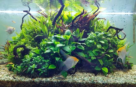 Island aquascape with anubias and java fern, plus some beautiful angelfish - posted by @green_art_moscow on Instagram Java Fern Aquascape, Anubias Aquascape, Island Aquascape, Angelfish Tank, Angelfish Aquarium, Aquascape Inspiration, Aquascaping Ideas, Java Fern, Fish Aquarium Decorations