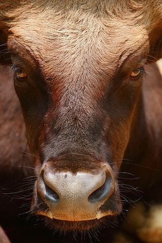 Bull Face Bull Face, Greek Monsters, Baby Wolves, Bucking Bulls, Bull Art, Bull Cow, Cow Face, Red Dirt, Outdoors Tattoo