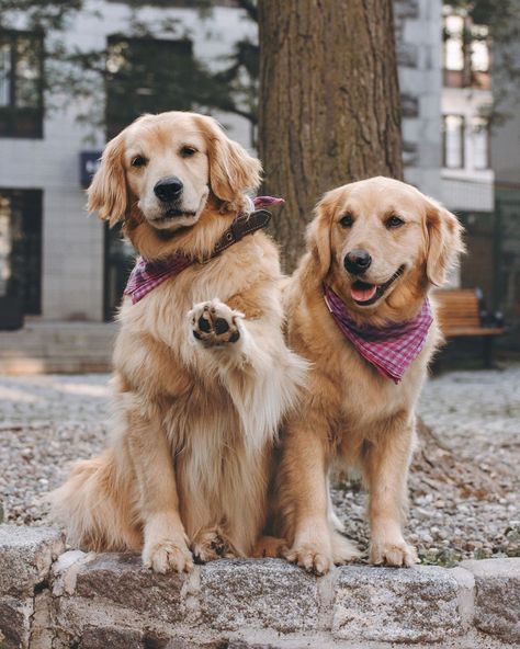 These 2 Adorable Golden Retrievers Are BFFs, and We Don’t Deserve This Level of Cuteness Service Dogs Breeds, Heartwarming Photos, Pretty Dogs, Golden Retriever Puppy, Dogs Golden Retriever, Cute Dogs And Puppies, Golden Retrievers, Service Dogs, Training Your Dog