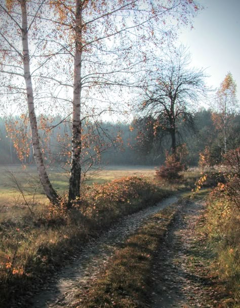 Autumn Fog Aesthetic, Ivy House, Early Autumn, Clipuri Video, Fall Feels, Best Seasons, My Works, Autumn Cozy, English Countryside