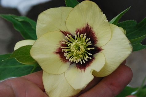 Yellow Hellebores Detroit Garden Works, Deborah Silver, Garden Works, Red Flare, Flower Yellow, Garden And Yard, Beautiful Photography, Yellow Color, Garden Ideas