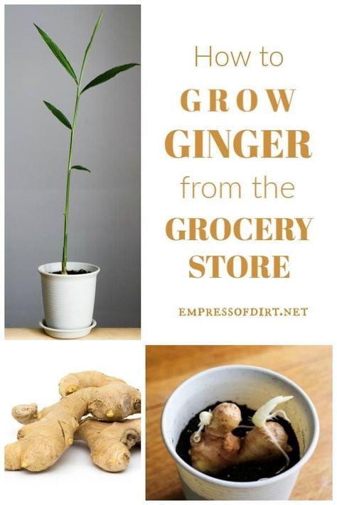 Grow your own ginger plant using a ginger root (rhizome) from the grocery store. #indoorgardening #growingtips #houseplants #empressofdirt #ginger Planting Ginger Root, Regrow Vegetables, Ginger Rhizome, Growing Ginger, Avocado Plant, Ginger Plant, Veg Garden, Home Vegetable Garden, Food Garden