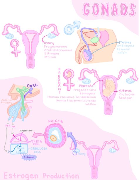 Obgyn Medical Assistant, Gynaecologist Aesthetic, Obgyn Notes, Gynecology Aesthetic, Physician Assistant Aesthetic, Gynecologist Aesthetic, Obstetrician Aesthetic, Obgyn Aesthetic, Midwifery Notes