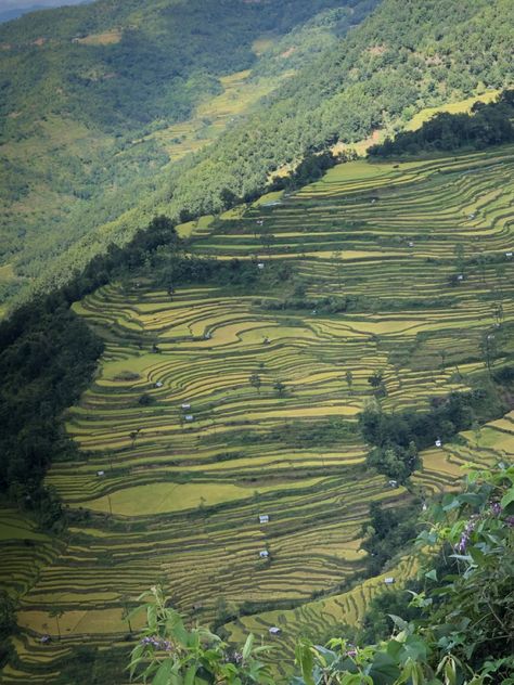 Nagaland Photography, Naga Food, Rice Paddy Fields, Sri Lanka Photography, Paddy Field, Baby Tea, Rice Paddies, Regenerative Agriculture, Rice Paddy