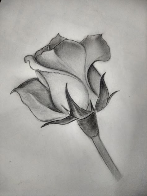 Rose Drawing With Shading, Tonal Flower Drawing, Flower Sketches Pencil Shading, Flower Pencil Shading, Shaded Rose Tattoo, Flower Shading, Teddy Bear Sketch, Flower Sketch Pencil, Pencil Art Ideas