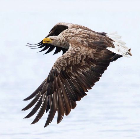 White Tailed Eagle in Norway 2018 British Birds Of Prey, White Tailed Eagle, Sea Eagle, Eagle Pictures, British Birds, Animal Reference, Bald Eagles, Golden Eagle, Big Bird