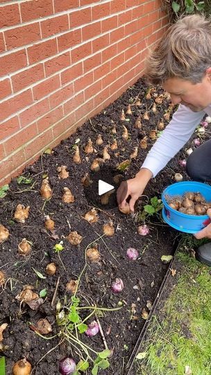 Spring Bulb Planting, Planting Spring Bulbs, Planting Daffodil Bulbs, Planting Bulbs In Spring, Bulb Planting, Daffodil Bulbs, Tulip Bulbs, Spring Bulbs, Planting Bulbs