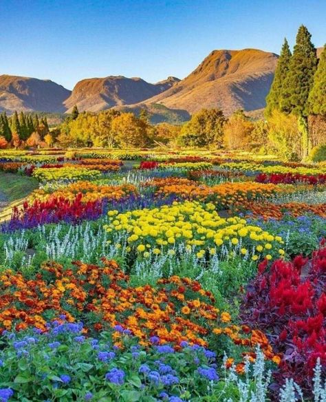 Field Of Colorful Flowers, Kuju Flower Park, Flower Landscape Photography, Mountain With Flowers, Colorful Landscape Photography, Flowers In Japan, Mountain Plants, Western Flowers, World Flowers