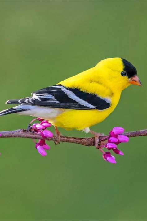 Yellow Warbler vs Goldfinch: How to Tell the Difference Birds Yellow, Golden Finch, Birds Pictures, Yellow Warbler Bird, Gold Finch Bird, Yellow Finch Bird, Yellow Finch Painting, Birds And Flowers Painting, Goldfinch Bird