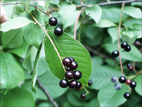 Survival Skills | Guide to Poisonous Plants Water Hemlock, Natal Plum, Cherry Seeds, Cherry Plant, Taxus Baccata, Poisonous Mushrooms, Tree Identification, Poisonous Plants, Cherry Fruit