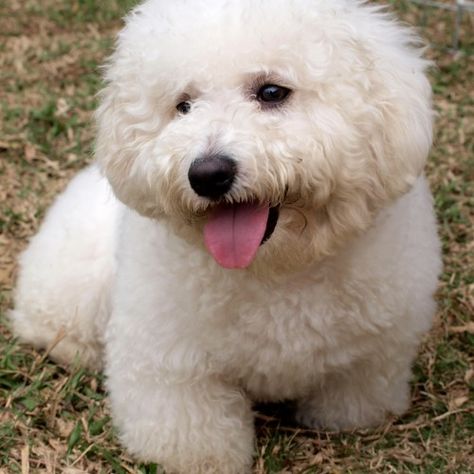 Poodle Toy uma das raças mais populares e mais queridas do Brasil. Clique aqui e tenha acesso a todas informações e curiosidades sobre a raça Poodle Toy. Poodle Toy, Toy Poodle, Dog Breeds, Puppies, Marvel, Toys, Dogs, Animals, Pins