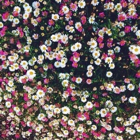 Flowers floral square wallpaper screensaver background Flower Background Iphone, Pretty Backgrounds, Floral Iphone, Painting Wallpaper, Cute Backgrounds, Cellphone Wallpaper, Flower Backgrounds, Screen Wallpaper, Flower Wallpaper