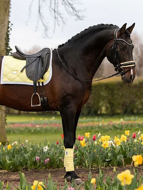 Dressage Tack, English Horses, English Horse Tack, Fjord Horse, Show Jumping Horses, Saddle Pads English, Dressage Saddle Pad, English Horse, Horse Fashion