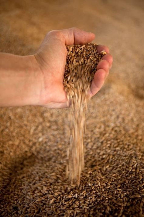 Wheat stock photo. Image of healthy, grow, detail, field - 10647502 Wheat Field Photos, Wheat Photos, Wheat Fields, Luxury Wallpaper, Harvest Time, Photoshop Effects, The Hand, Fruits And Vegetables, Memoirs