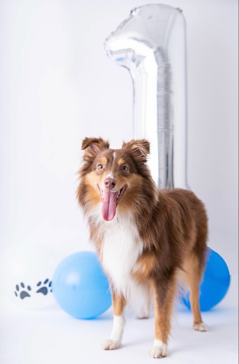 Dog Birthday Photoshoot Ideas, Dog Birthday Photo, 1 Year Photoshoot, Dog Birthday Photoshoot, Celebrating Birthday, Birthday Photo Shoot, Melting Moments, 1 Year Birthday, To My Friends