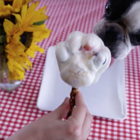 Diy Frozen Yogurt, Homemade Frozen Dog Treats, Frozen Dog Treats Homemade, Dog Treats Grain Free, Yogurt Popsicles, Frozen Dog Treats, Healthy Dog Treats Homemade, Diy Dog Toys, Frozen Dog