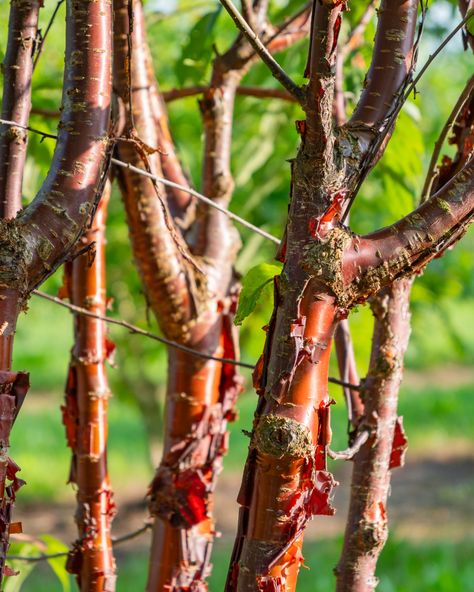 Prunus serrula 'Branklyn' 🥰

Looking for a tree that adds a unique visual element? Prunus serrula 'Branklyn' offers striking, peeling bark in rich red-brown tones, perfect for creating an eye-catching feature in any project.

---
--
-

 #LandscapeDesign #TreeOfTheDay #GardenInspiration #UrbanGreening #PrunusSerrula #ProjectPlanning #GreenSpaces #Horticulture #VisualImpact #OutdoorLiving Prunus Serrula, Vertical Forest, Sandy Soil, Tree Service, Clay Soil, Vase Shapes, Birch Bark, Tree Bark, Cherry Tree