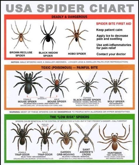 23 Simple And Essential Hiking Hacks Black House Spider, Spider Identification Chart, Cool Spiders, Spider Chart, Bee Identification, Australian Spider, Spider Character, Hobo Spider, Spider Identification