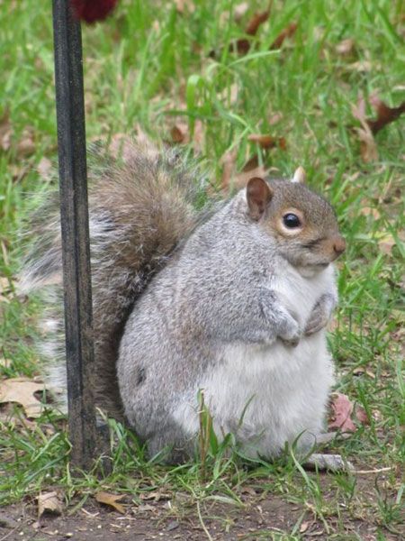 WTH! LOL Fat Squirrel, Fat Animals, A Squirrel, Cute Squirrel, Hamsters, Grumpy Cat, Chipmunks, Squirrels, Animals Friends