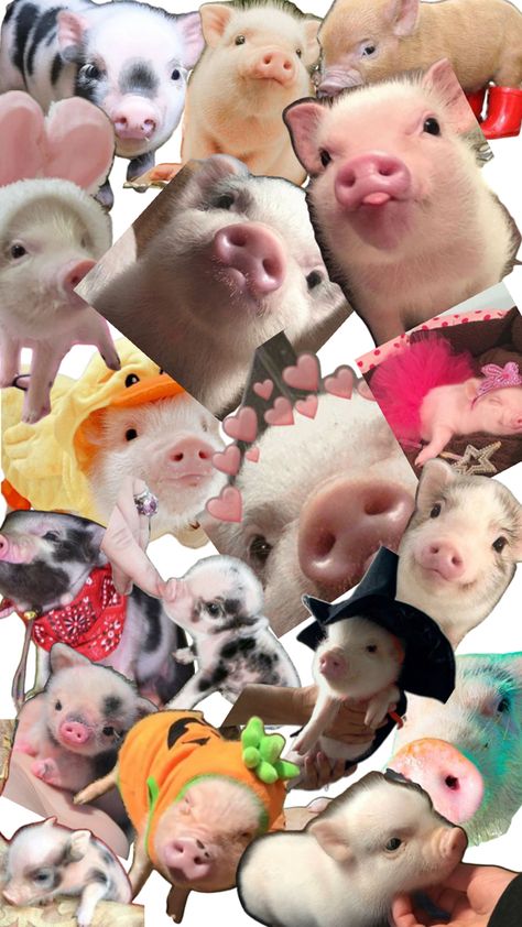 Pig Stuff, Pig Wallpaper, Silly Dogs, Cute Pigs, Silly Cats, Animal Wallpaper, Zoo Animals, Really Funny Memes, Pigs