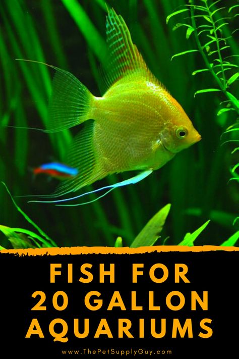 20gallon Fish Tank Ideas, 20 Gallon Tank Ideas, Glow Fish Aquarium, 25 Gallon Fish Tank Ideas, Glo Fish Tank Ideas, 29 Gallon Fish Tank Ideas, 20 Gallon Fish Tank Ideas, Guppy Fish Tank Ideas, 20 Gallon Fish Tank