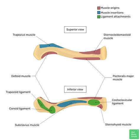 Clavicle Bone Anatomy, Clavicle Anatomy, Axial Skeleton, First Rib, Collar Bone, Basic Anatomy And Physiology, Human Bones, Learn Faster, Medical Knowledge