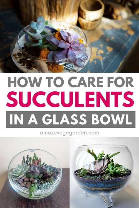 Succulent Fish Bowl, Succulents In Clear Glass Containers, Glass Succulent Planter, Succulents In Glass Bowl, Fishbowl Succulent Terrarium, Succulents In Glass Containers Diy, Succulent Bowls Indoor, Succulent Vase Ideas, Planting Succulents In Glass Containers