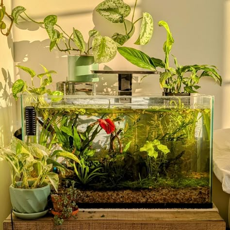 Waking up to this everyday 💚 #aesthetic #aquarium Betta Tank Ideas, Aesthetic Aquarium, Snail Tank, Make My Bed, Fish Tank Themes, Golden Aesthetic, Everyday Aesthetic, Bed Aesthetic, Tank Terrarium