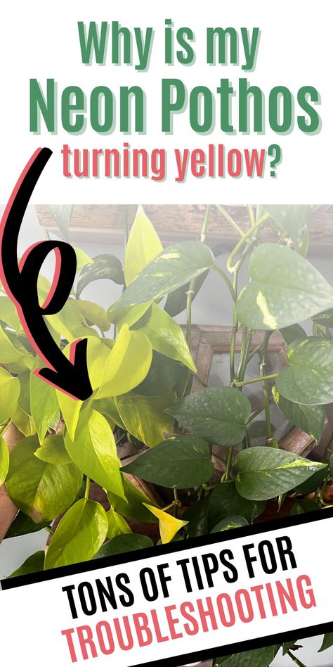 Seeing Neon Pothos turning yellow? Get valuable insights into preventing and treating yellow leaves. Pothos Plants, Neon Pothos, Golden Pothos, Pothos Plant, Yellow Leaves, Turning, Neon, Turn Ons, Yellow