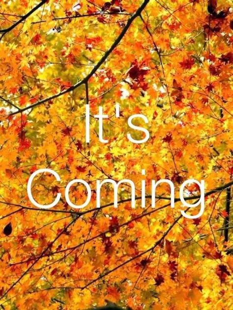 10 Quotes To Get You Ready For The Fall Season Fall Images, Fall Is Coming, It's Coming, Autumn Quotes, Autumn Scenery, Fabulous Fall, Autumn Beauty, Seasons Of The Year, Fall Pictures