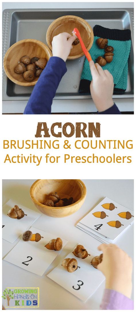 Acorn brushing and counting activity for preschoolers, the perfect fall/autumn activity with real acorns. via @growhandsonkids Squirrel Preschool, Preschool September, Counting Activities For Preschoolers, Tree Activities, Montessori Work, Math Preschool, Autumn Activity, Montessori Activities Preschool, Fall Science