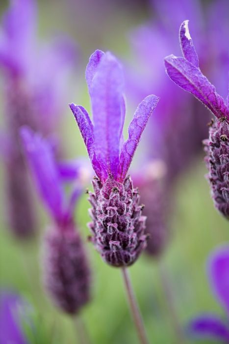 Lavandula stoechas &s;Victory&s; | French lavender &s;Victory&s; Shrubs/RHS Gardening Dark Purple Flowers, Sloped Garden, Gravel Garden, Garden Types, Wildlife Gardening, French Lavender, Garden Edging, Evergreen Shrubs, Flower Border