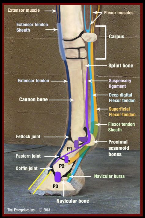 Equine Veterinarian, Equine Massage, Equine Veterinary, Equine Care, Horse Information, Healthy Horses, Vet Medicine, Horse Facts, Horse Care Tips