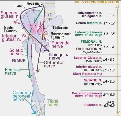 Lumbosacral Plexus, Sacral Plexus, Nerve Anatomy, Physical Therapy School, Human Muscle Anatomy, Physical Therapy Student, Physical Therapy Assistant, Gross Anatomy, Basic Anatomy And Physiology