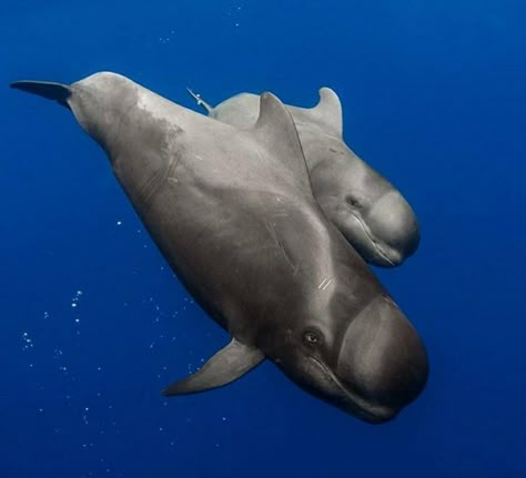 False Killer Whale, Pilot Whale, Marine Science, North American Wildlife, Sea Mammal, Extinct Animals, Marine Mammals, Killer Whales, Marine Animals