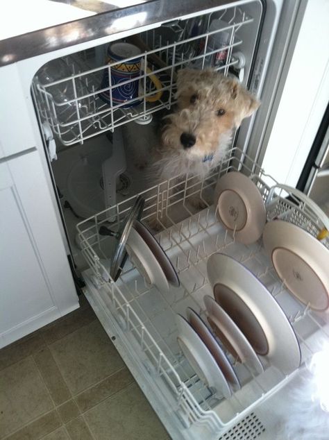 Wholesome Photos, Pumi Dog, Wirehaired Fox Terrier, Lakeland Terrier, The Dishwasher, Soft Coated Wheaten Terrier, Fox Terriers, Wire Fox Terrier, Airedale Terrier