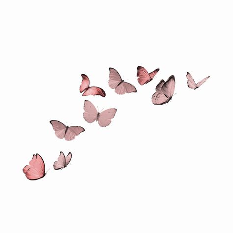 Butterfly Border Design Aesthetic, Spring Icons Aesthetic, Butterfly White Background, Butterfly Widget, Butterfly Icons, Butterfly Icon, Widgetsmith Aesthetic, Aesthetic Butterfly, Butterfly Png